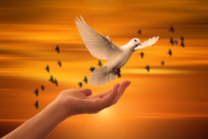 dove freedom peace trust prayer 3426159